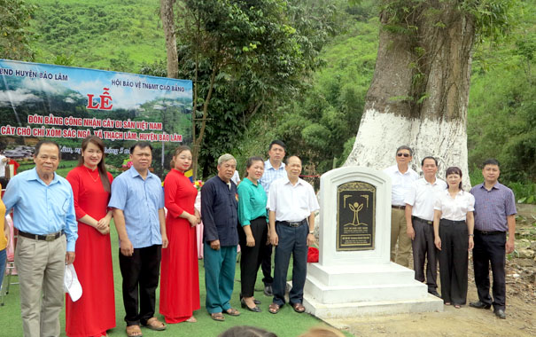 Cao[-]Bằng:[-]Đón[-]Bằng[-]công[-]nhận[-]Cây[-]di[-]sản[-]tại[-]huyện[-]Bảo[-]Lâm